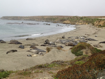 Elephant Seals Preserve