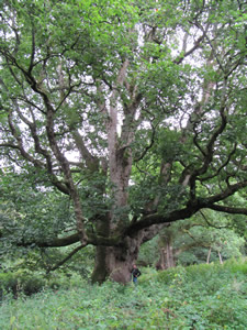 Me standing next to the Young Pretender with Birnam Oak in the background