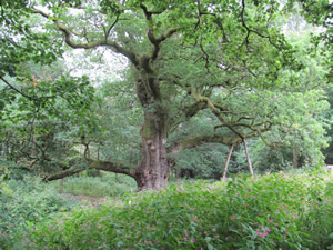 Birnam Oak past a screen of bee-swarmed flowering bushes