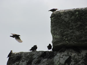 Birds landing on the rocks at Stonehenge