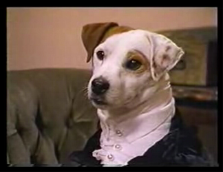 Wishbone the dog as Mr. Darcy